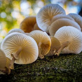 Paddenstoelen bij landgoed Mariendaal von Dennis Slutter