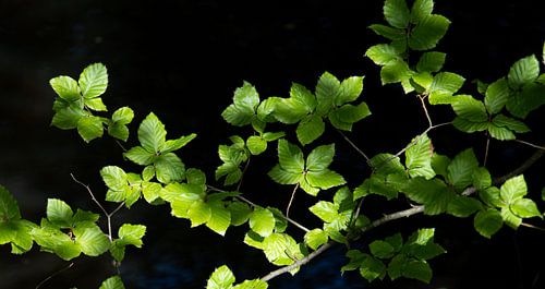 Blätter mit Licht