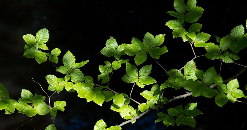 Leaves with light by Bianca ter Riet