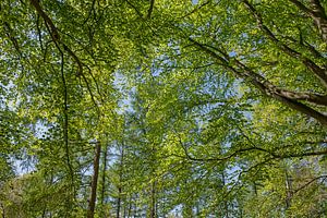 Waldspaziergang im Frühling