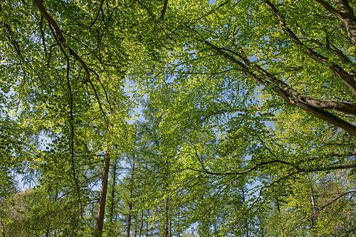 Promenade en forêt au printemps