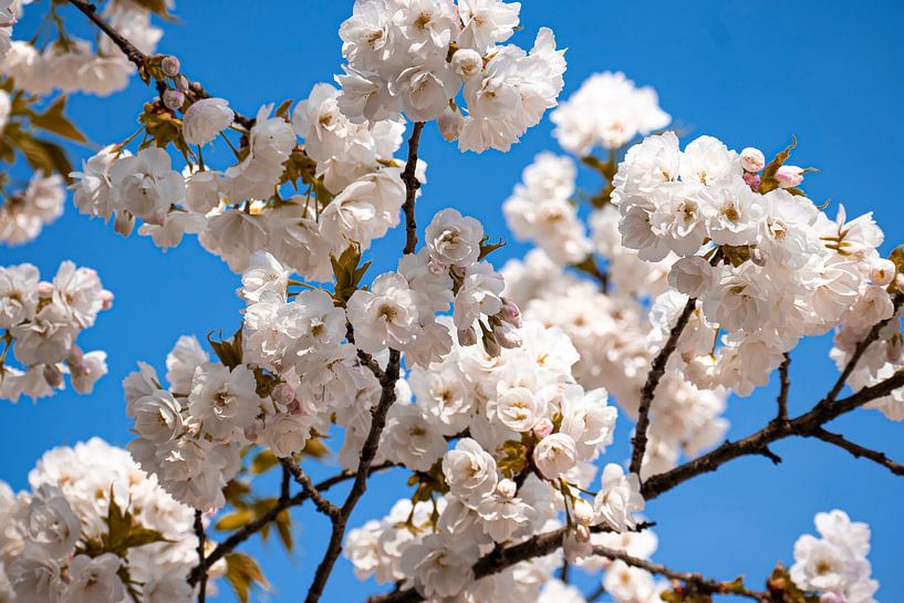 Des fleurs dans le ciel bleu. par Robby's fotografie