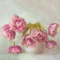 Tulips Story #1