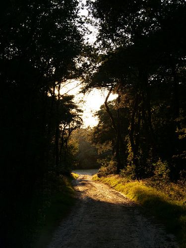 Forest path sunset