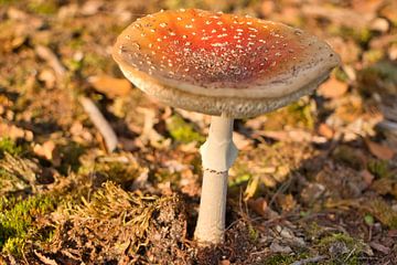 Rode paddestoel in de herfst 3 van Erika van Elst