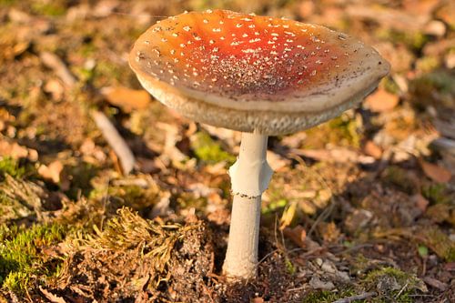 Rode paddestoel in de herfst 3