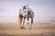 paard op het strand van Kim van Beveren thumbnail