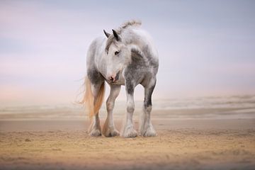 paard op het strand van Kim van Beveren