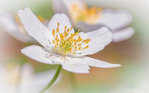 weiße Blume von Peter Smeekens