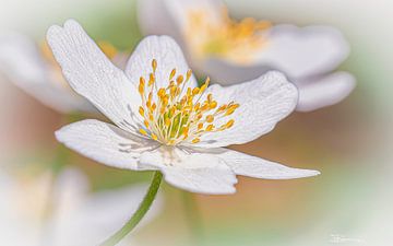 witte bloem van Peter Smeekens