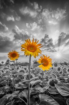 Sonnenblumen im Sonnenuntergang | colorkey