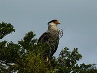 southern crested caracara