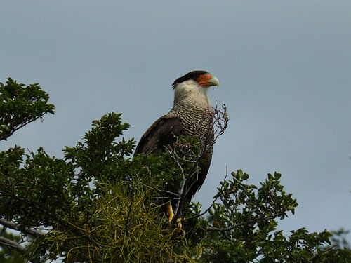 southern crested caracara