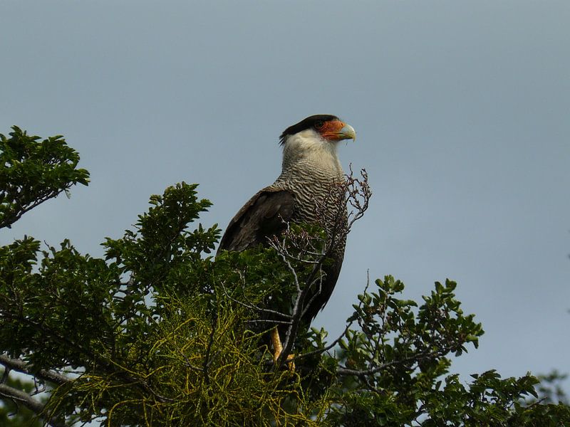 southern crested caracara par Gerwin Hulshof
