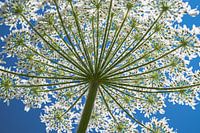 Berenklauw mooie grote wilde bloem