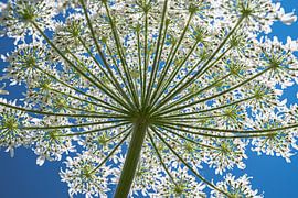 Hogweed beautiful large wildflower by Alex van den Akker