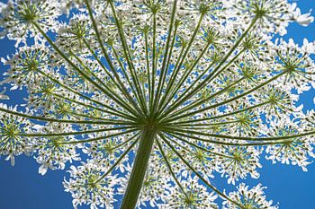 Berenklauw mooie grote wilde bloem