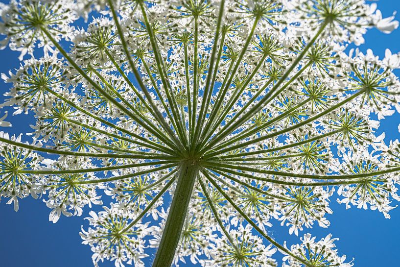 Hogweed beautiful large wildflower by Alex van den Akker