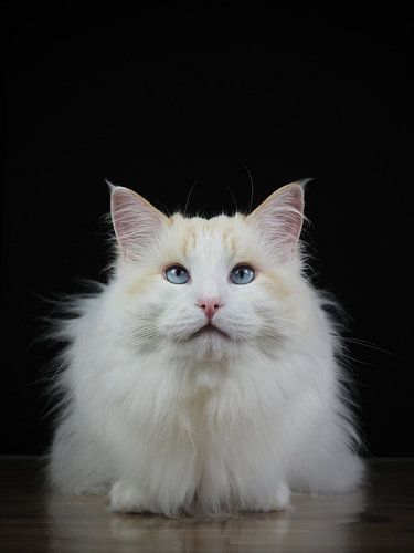 Oog in oog met kat