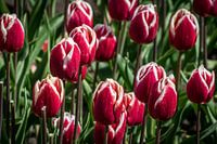 Tulpen rood