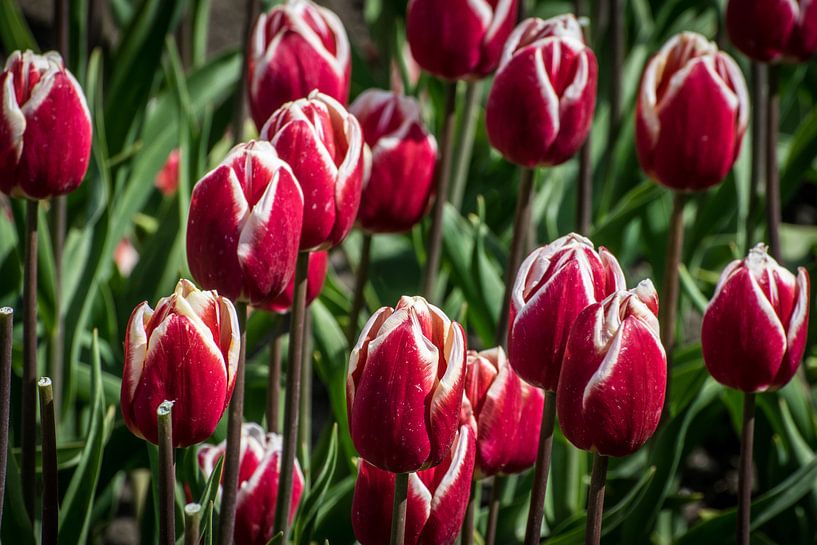 Tulpen rood von Hans Tijssen