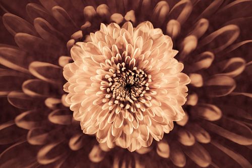 Double flower in warm retro tones
