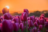 Tulpen in Holland von Wilco Bos Miniaturansicht