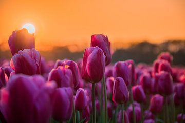 Tulpen in Holland van Wilco Bos