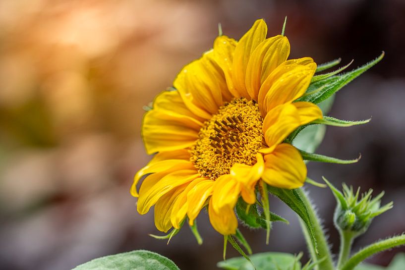 Natuurlijk stilleven met een zonnebloem tijdens de zonsopkosmt van John van de Gazelle fotografie