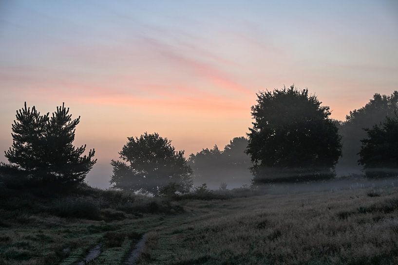 Rozendaal field part 19 by Tania Perneel