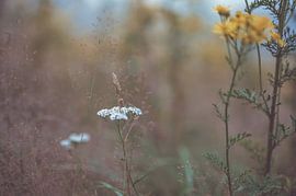 flowers part 167 by Tania Perneel