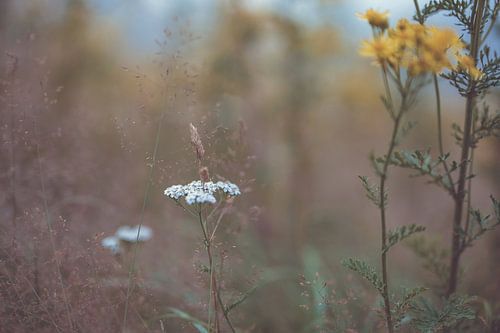 bloemen part 167