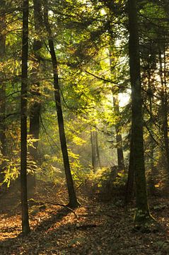 Licht schijnt in het dennenbos van Corinne Welp