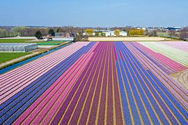 Aerial view of spring tulip fields in the Netherlands by Eye on You