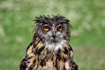 Eule, nass nach einem Regenschauer