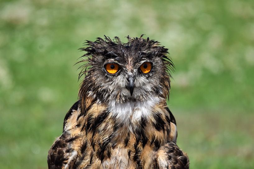 Eule, nass nach einem Regenschauer von Bert Kottier