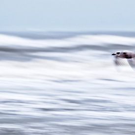Möwe über der Brandung von Ronald Mallant