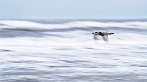 Meeuw boven de branding van Ronald Mallant