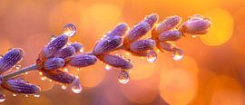 Lavender sprig with morning dew by Poster Art Shop