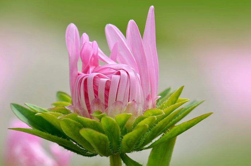 Marguerite par Violetta Honkisz