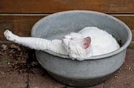 Witte kat heeft pauze von Wybrich Warns Miniaturansicht