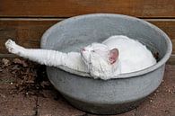 Witte kat heeft pauze by Wybrich Warns thumbnail