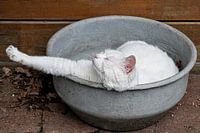 Witte kat heeft pauze