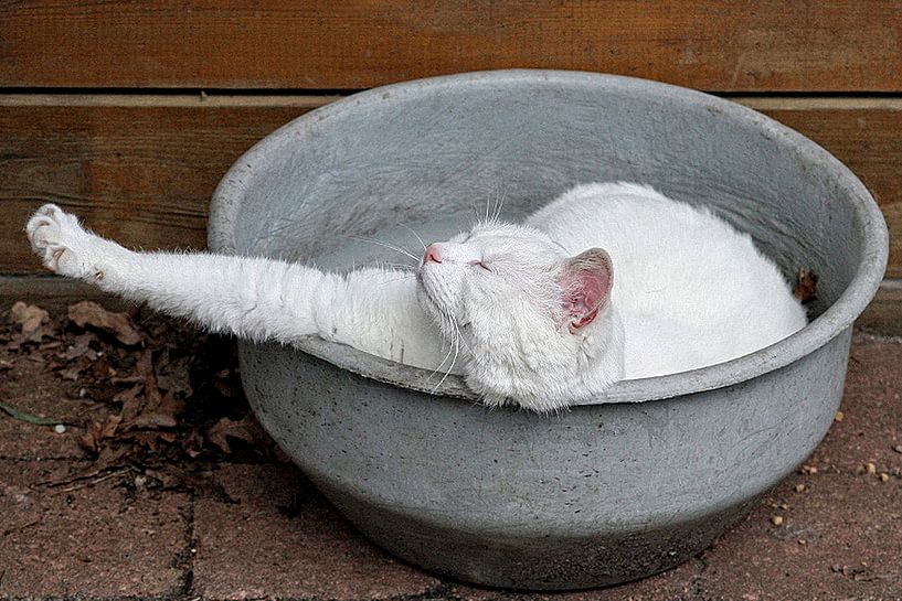 Witte kat heeft pauze von Wybrich Warns