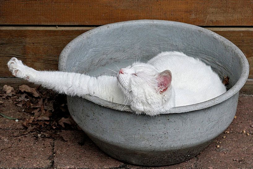 Witte kat heeft pauze by Wybrich Warns