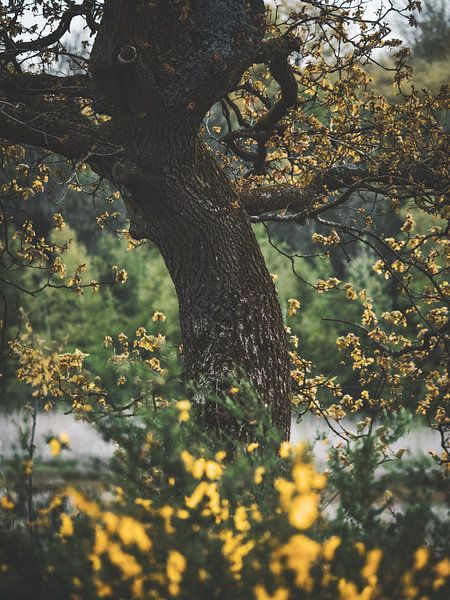 spring by snippefotografie