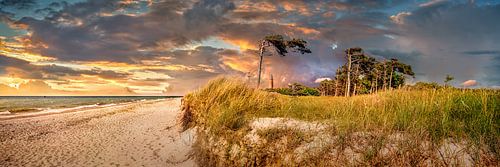 West beach on the Darß on the Baltic Sea in the sunset by Voss photography