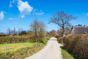 Chemin avec arbres et maisons à Ahrenshoop sur Fischland-Darß sur Rico Ködder