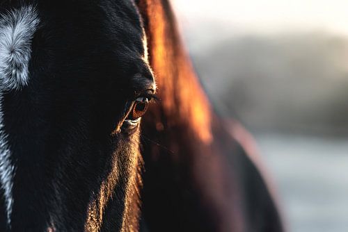 Paard Gouden Blik Warmte in het Oog