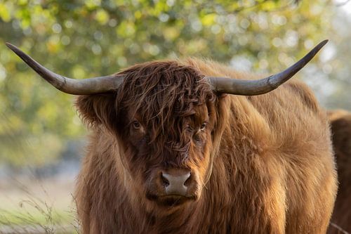 Porträt eines schottischen Highlanders